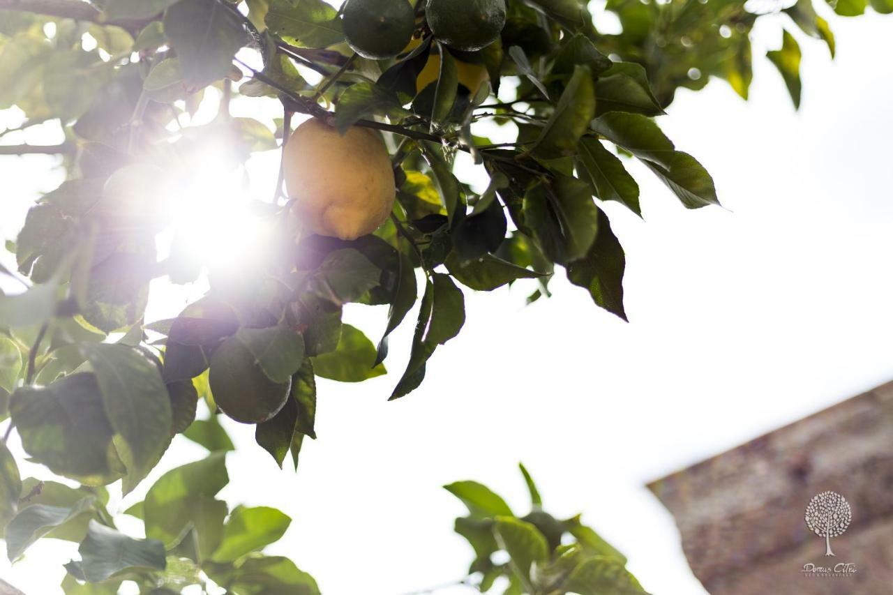 Bed and Breakfast Domus Citri Caserta Exterior foto